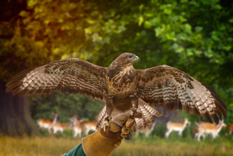 Ястреб - тетеревятник (Accipiter gentilis)