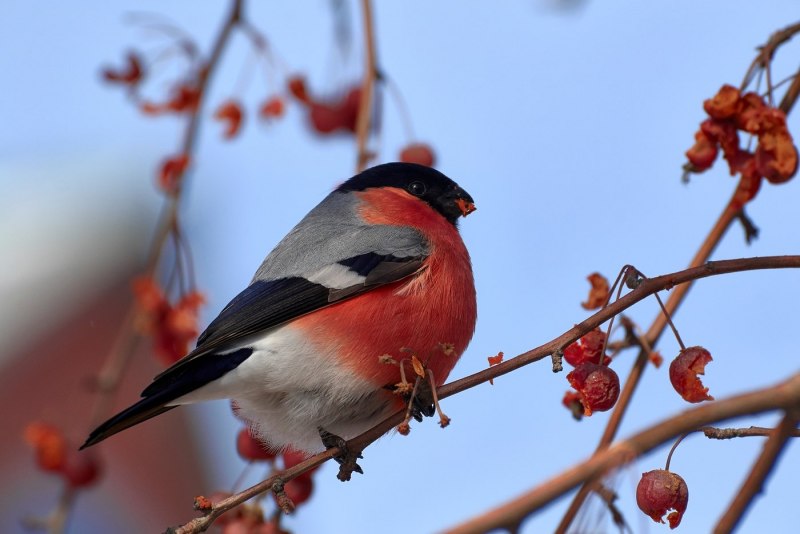 Птица с красной грудкой снегирь (76 фото)