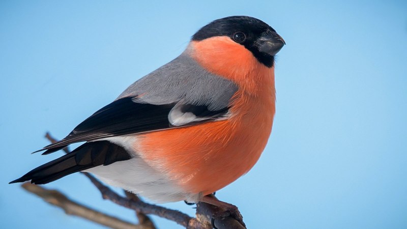 Pyrrhula coccinea