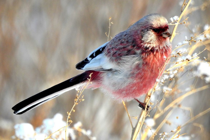 Pine Grosbeak птица