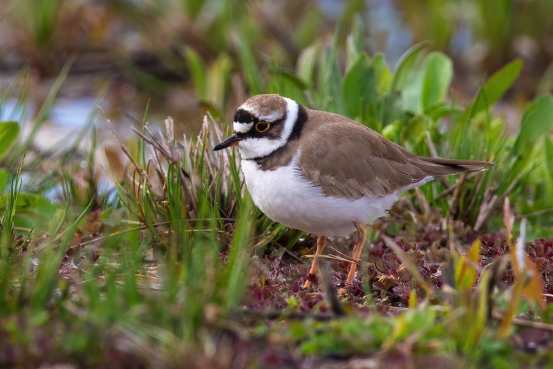 Малый зуек (Charadrius dubius Scopoli)