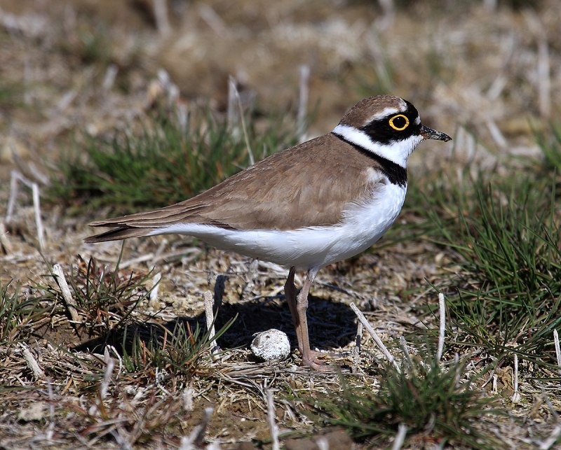 Little Ringed Plover