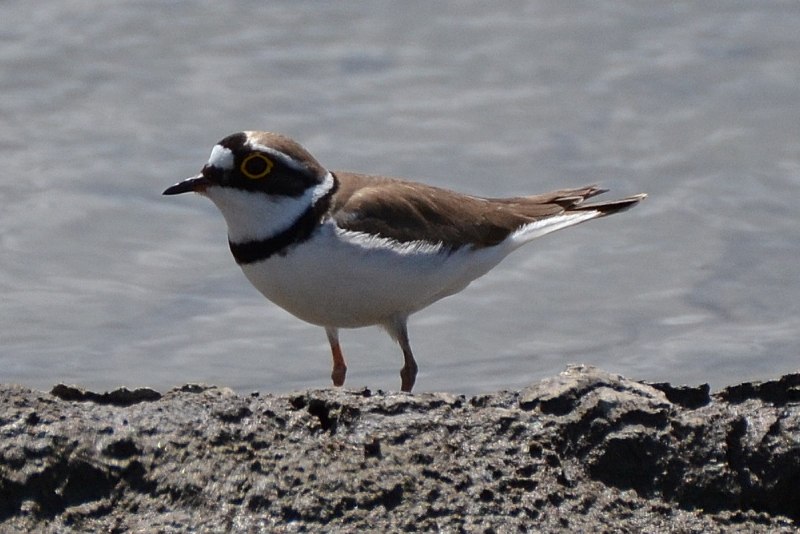 Charadrius dubius