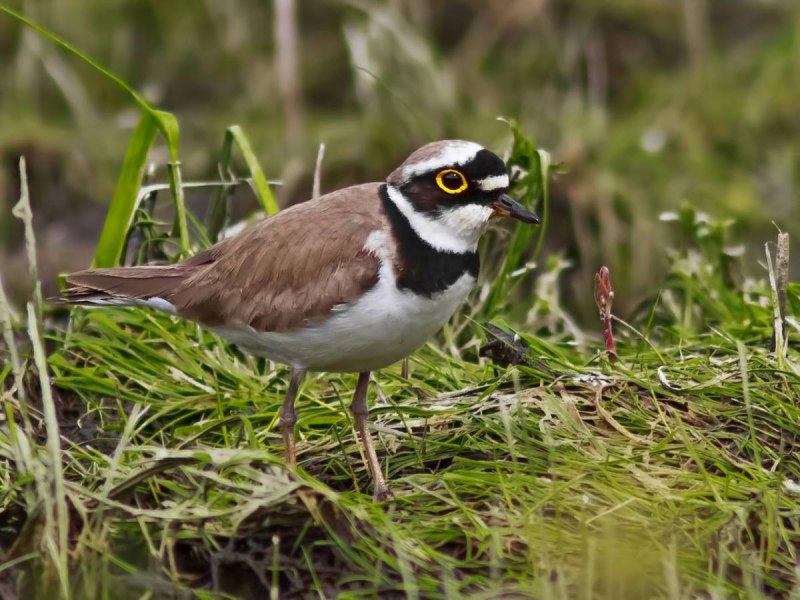 Little Ringed Plover