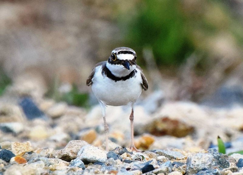 Галстучник (Charadrius hiaticula)