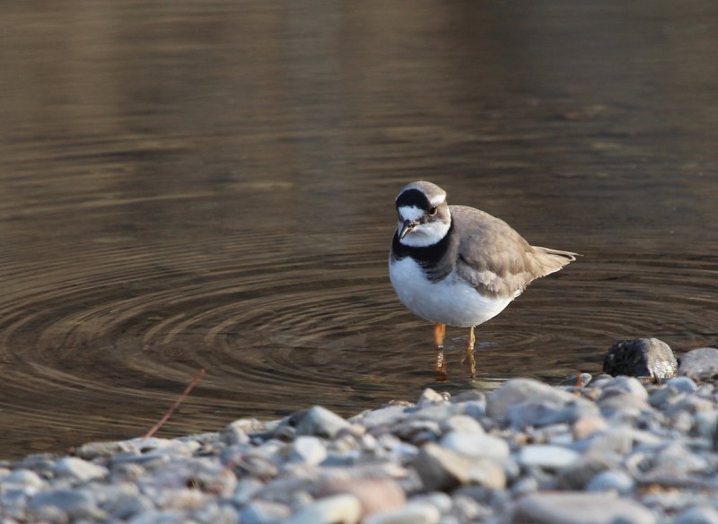 Каспийский зуёк (Charadrius asiaticus)