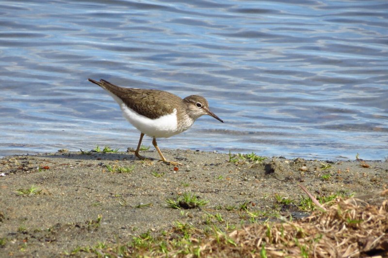 Перевозчик (Actitis hypoleucos)