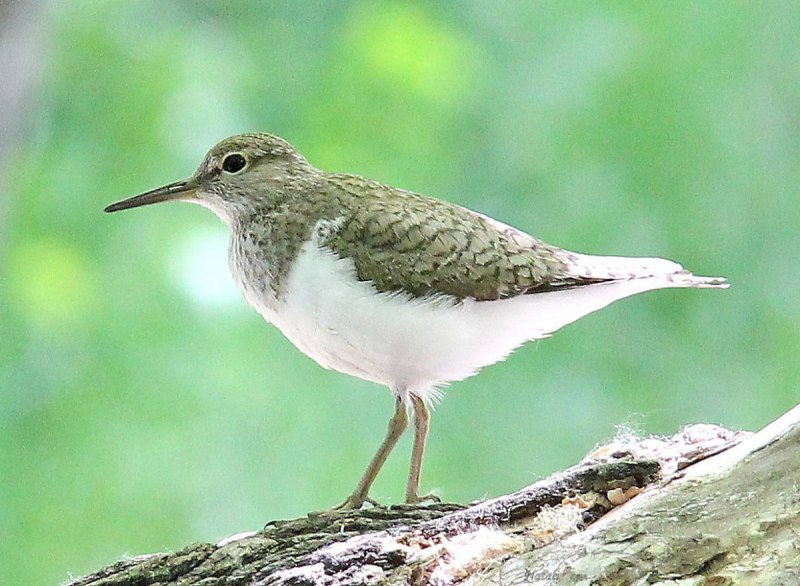 Перевозчик (Actitis hypoleucos)