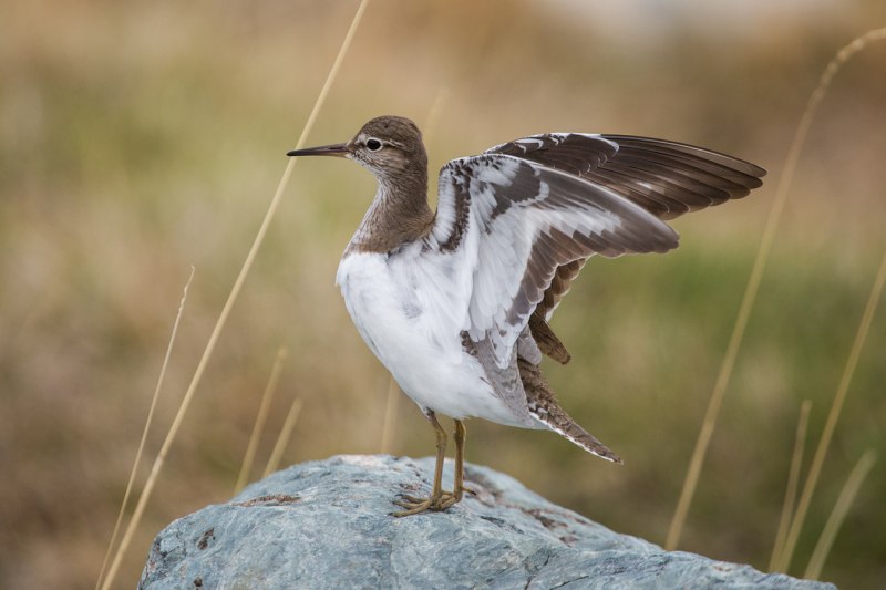 Common Sandpiper