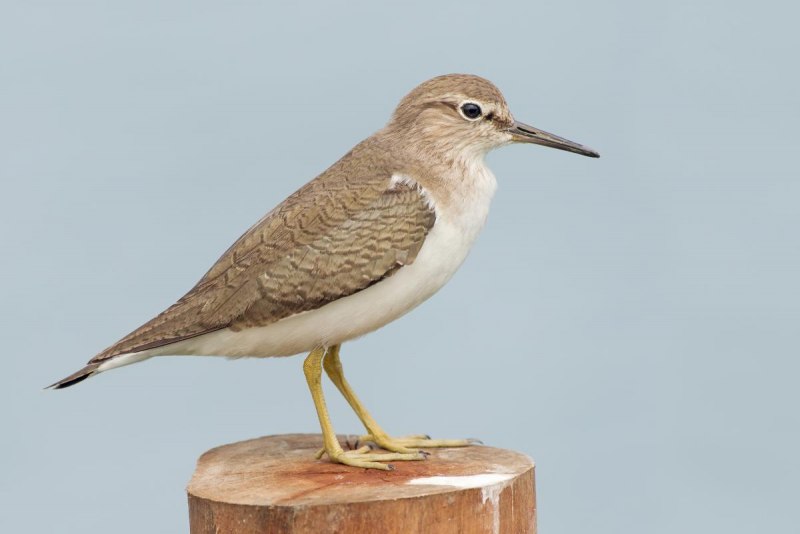Перевозчик (Actitis hypoleucos)