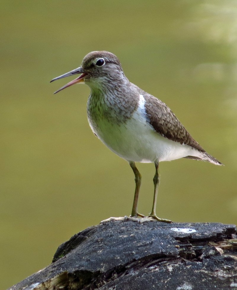 Перевозчик (Actitis hypoleucos)