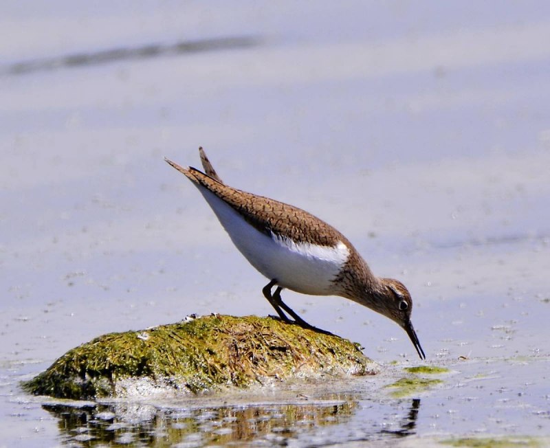 Перевозчик (Actitis hypoleucos)