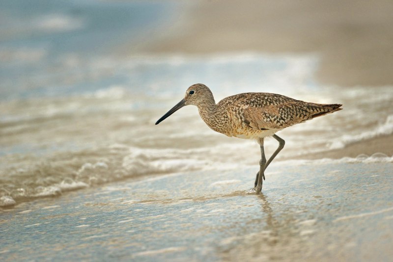 Кули́к-Воробе́й (Calidris minuta)