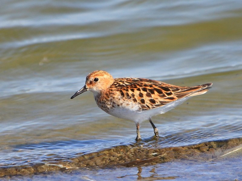 Кулик Sandpiper 1965