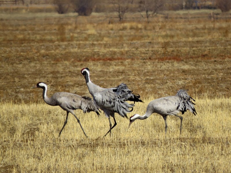 Серый журавль Grus Grus