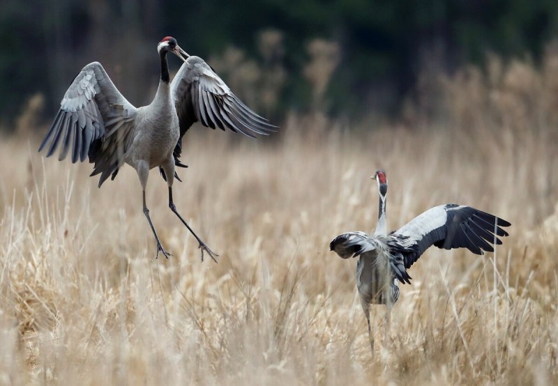 Серый журавль ( Grus Grus, Grus communis)