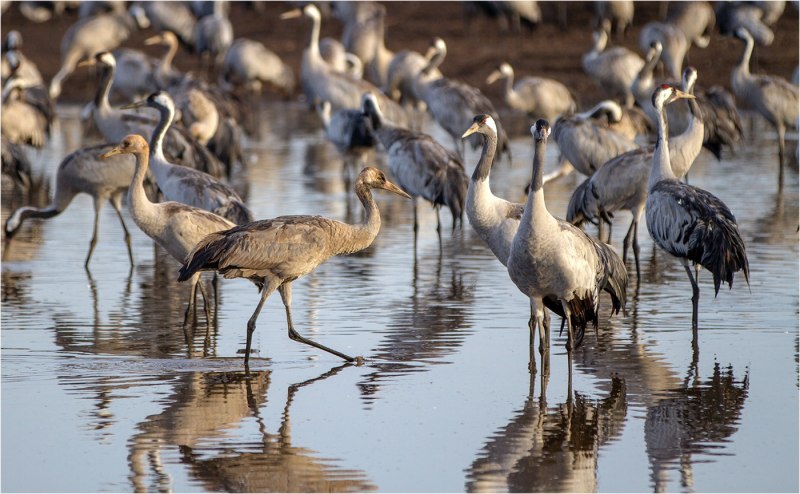 Журавль серый (Grus Grus Linnaeus, 1758)