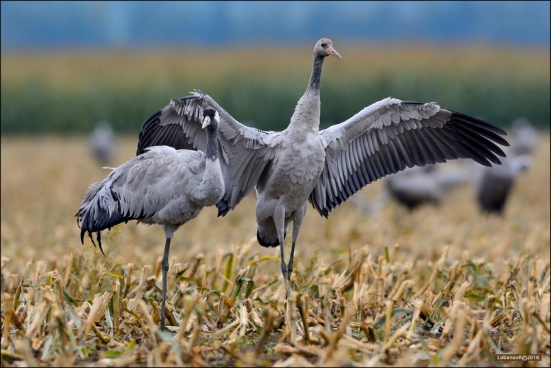 Серый журавль Grus Grus