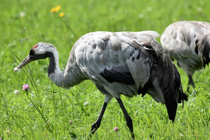 Серый журавль (Grus Grus (l.)
