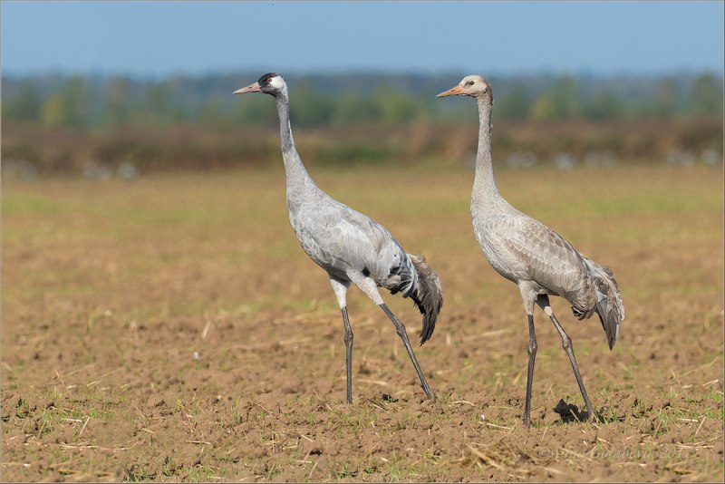 Журавль серый (Grus Grus Linnaeus, 1758)