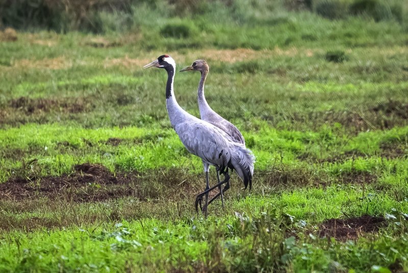 Серый журавль ( Grus Grus, Grus communis)
