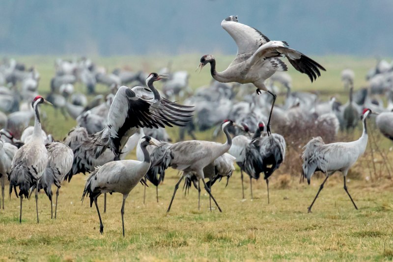 Журавль серый (Grus Grus Linnaeus, 1758)
