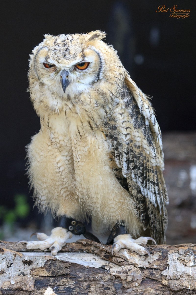 Евразийский Филин (Eurasian Eagle Owl, Bubo Bubo)