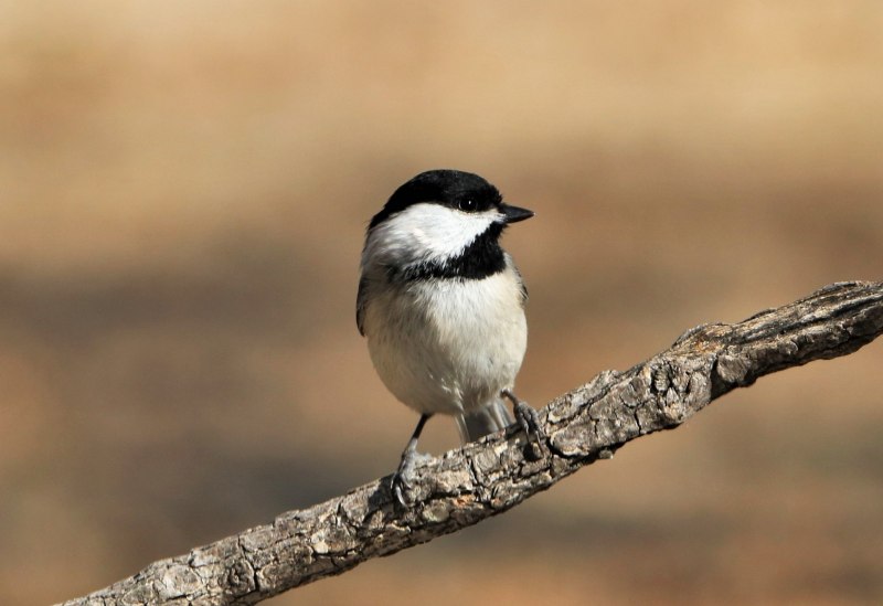 Голубые сороки (Cyanopica Cyana)