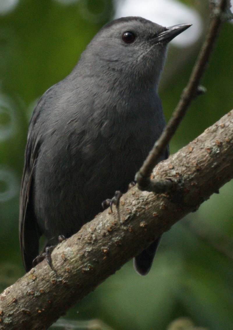 Dumetella carolinensis
