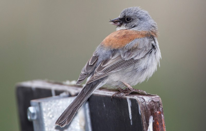Tufted Titmouse