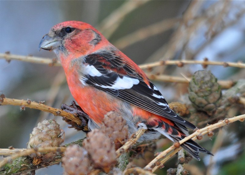 Loxia leucoptera белокрылый Клест