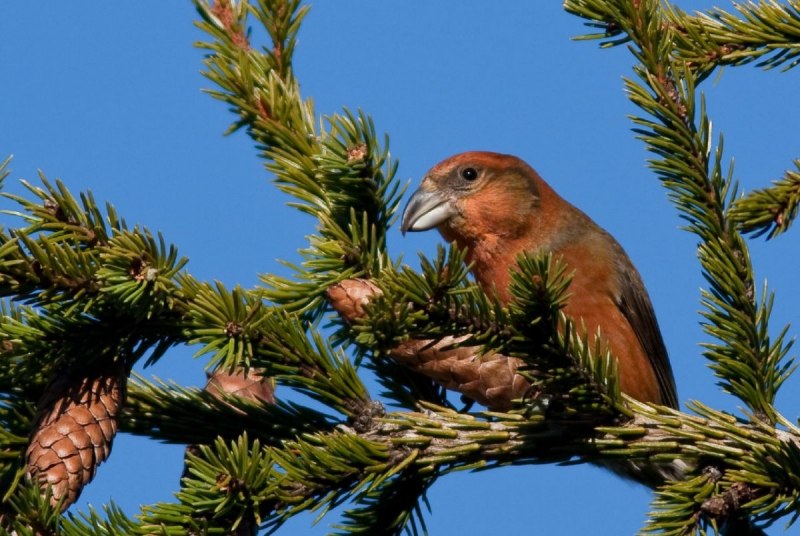 Loxia leucoptera белокрылый Клест