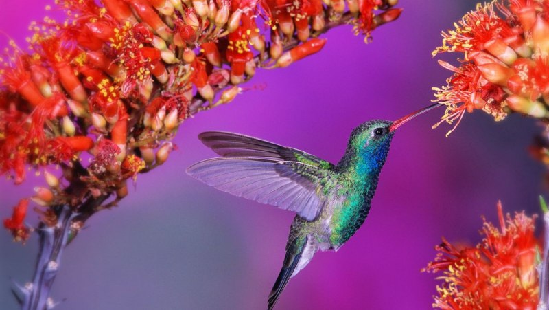 Колибри trochilidae