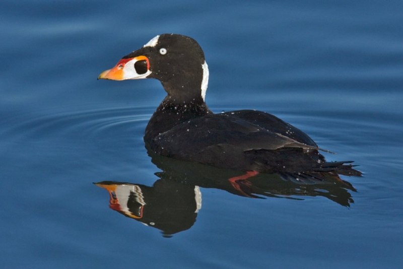 Синьга Melanitta nigra
