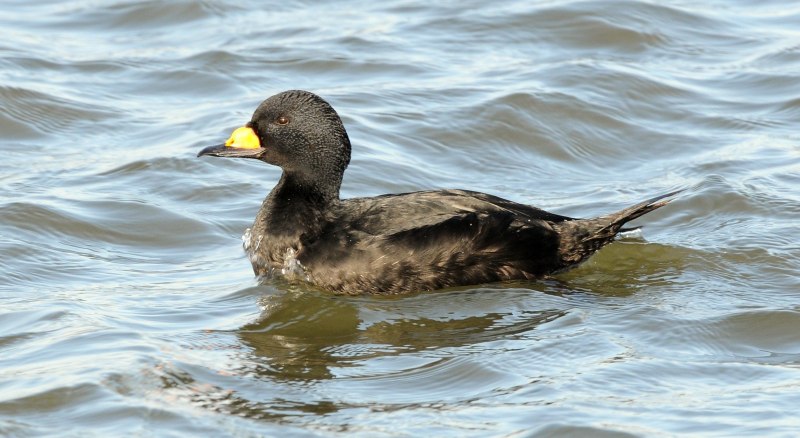 Синьга Melanitta nigra