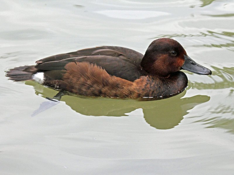 Турпан (Melanitta Fusca)