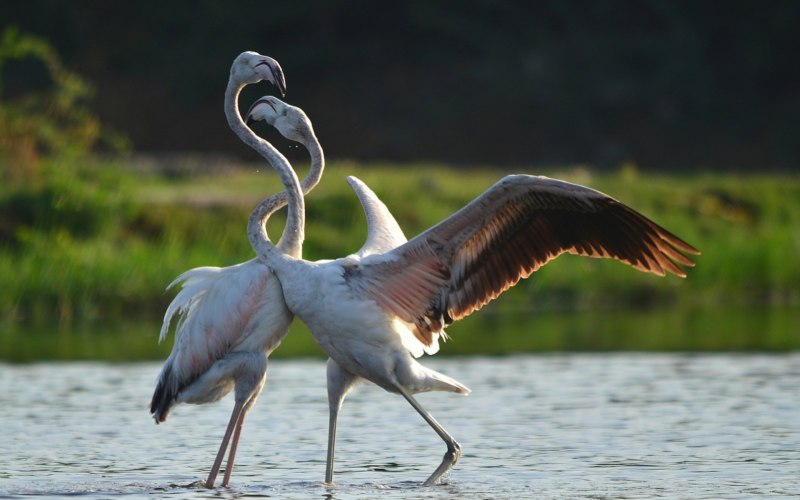 Фламинго National Geographic