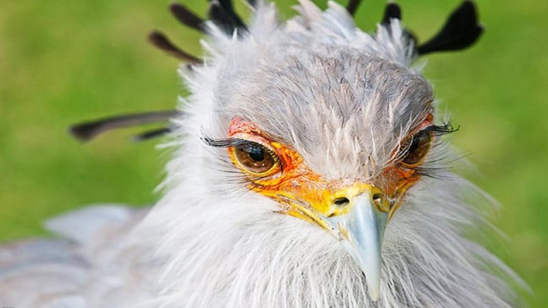 Тетерев шалфейный (Centrocercus urophasianus)