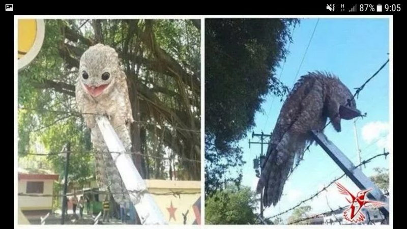 Хищничество животных