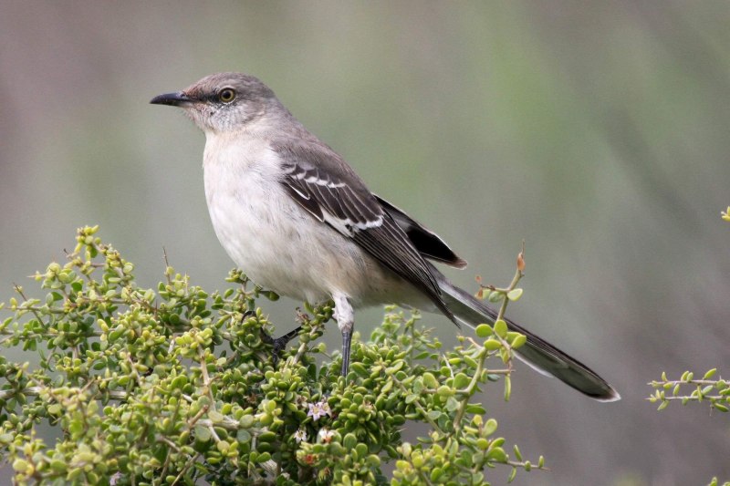 Рябчик Tetrastes bonasia