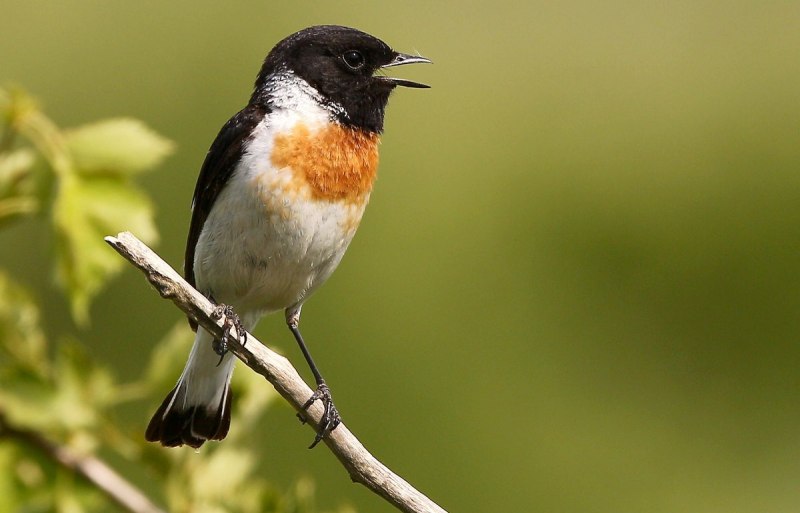 Saxicola rubicola