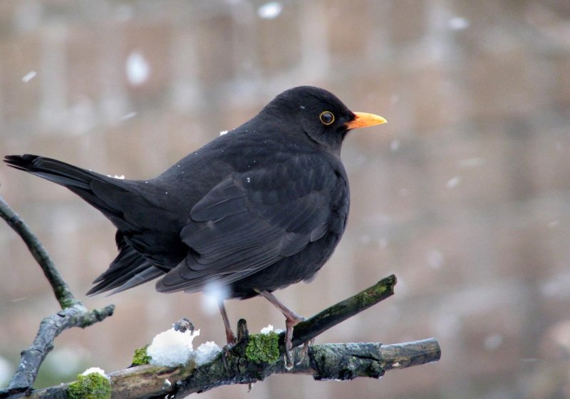 Turdus Serranus
