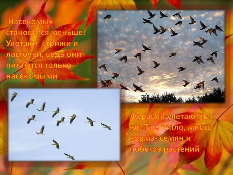 Птицы улетают на Юг Стрижи