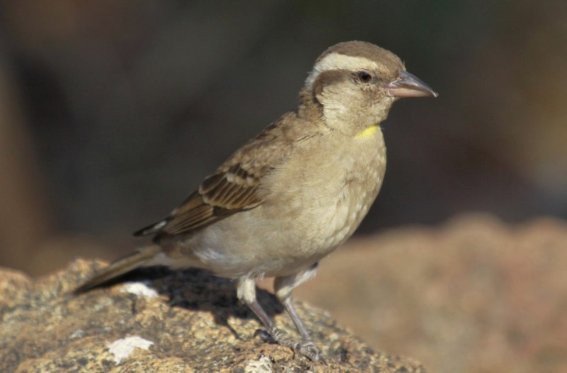 Воробей каменный желтогорлый - Petronia superciliaris