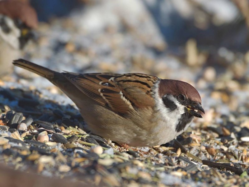 Воробей домовый passer domesticus