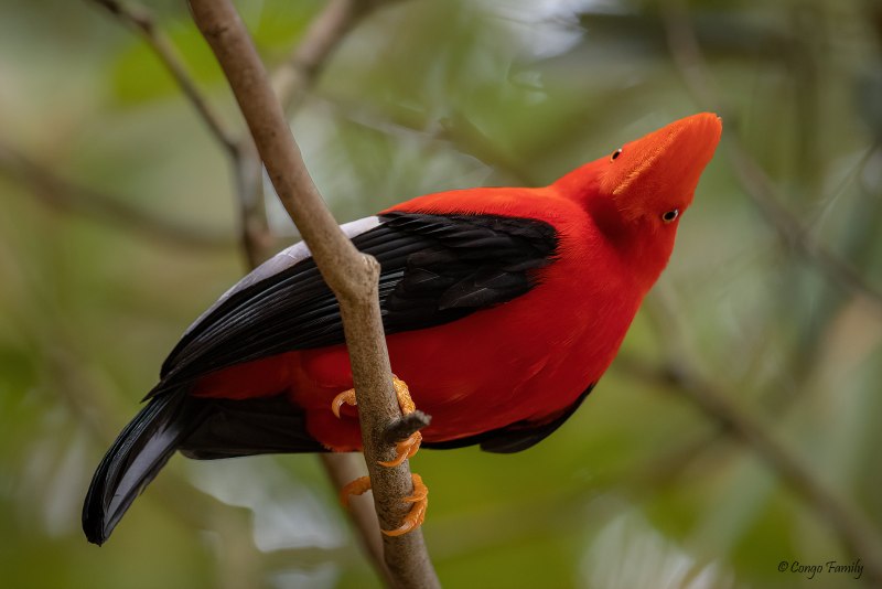 Rupicola peruvianus Andean
