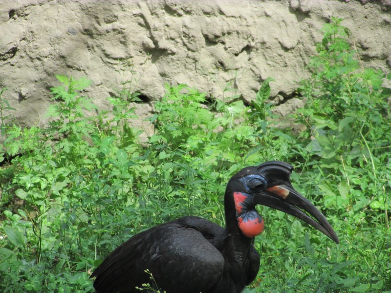 Ground Hornbill птица