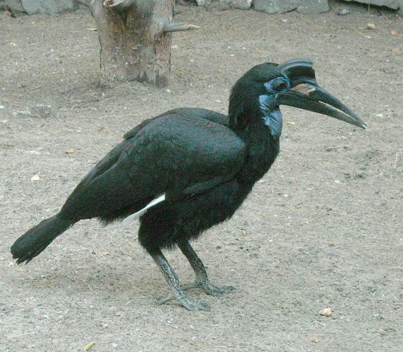Кафривский рошатый ворон