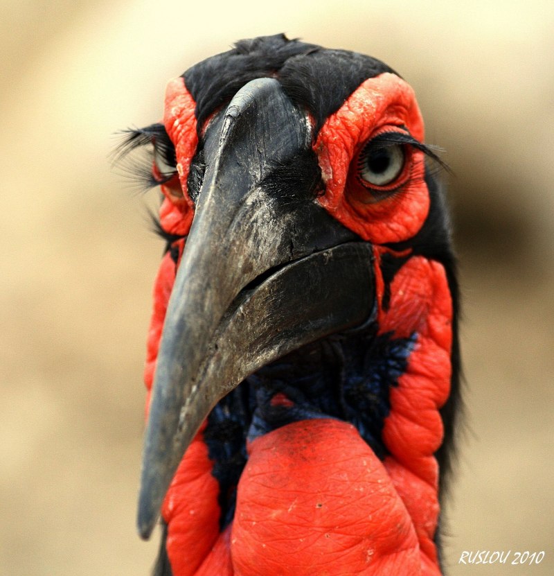 Southern ground Hornbill