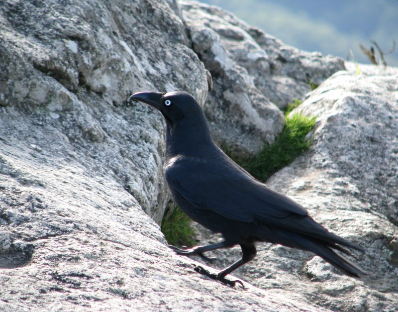 Corvus crassirostris